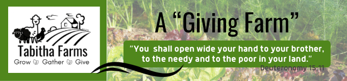 Tabitha Farms with alpaca, sheep, and chicken